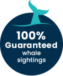 100%-Guaranteed-Whale-Sightings