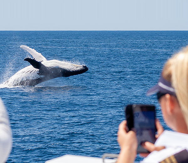 Australia's Ultimate 5-Star Whale Watching Experience