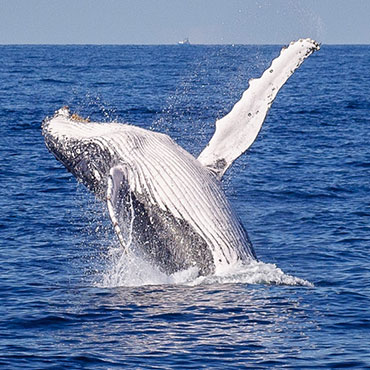 Whale Sightings and Latest Cruises