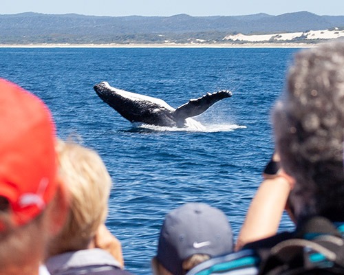 Whale Watching Day Cruise