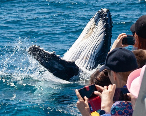 Whale Watching VIP Day Cruise
